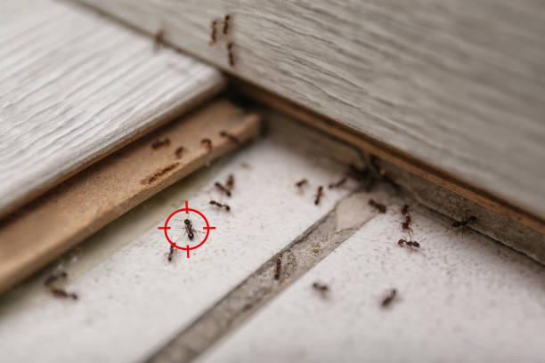 Best Pest Control for Restaurants  in Eagle Butte, SD