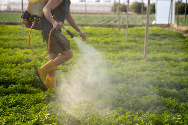 Best Wasp Removal Services  in Eagle Butte, SD